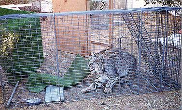 [photo] 110B Live Trap with Bobcat